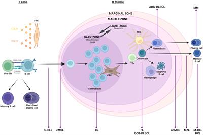 Ex vivo culture of malignant primary B cells